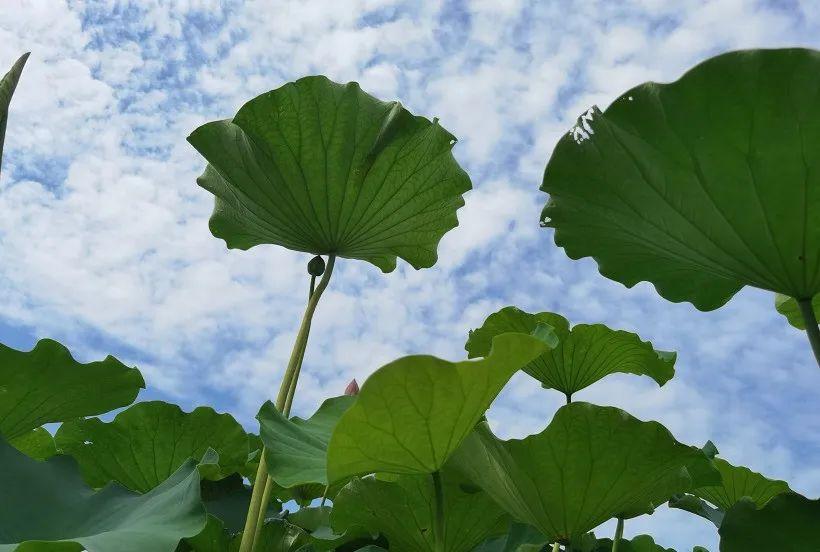 三伏天,盛夏酷暑“三伏”时节。