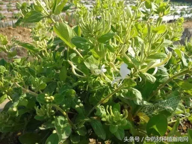 金银花最新价格,金银花现时行情