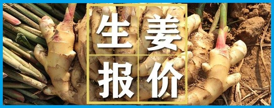 最新大姜价格