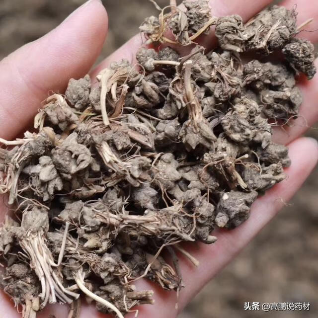 猫爪草最新价格,猫爪草市场价持续攀升。