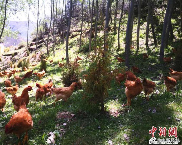 鸡肉价格最新消息,鸡肉市场动态速递