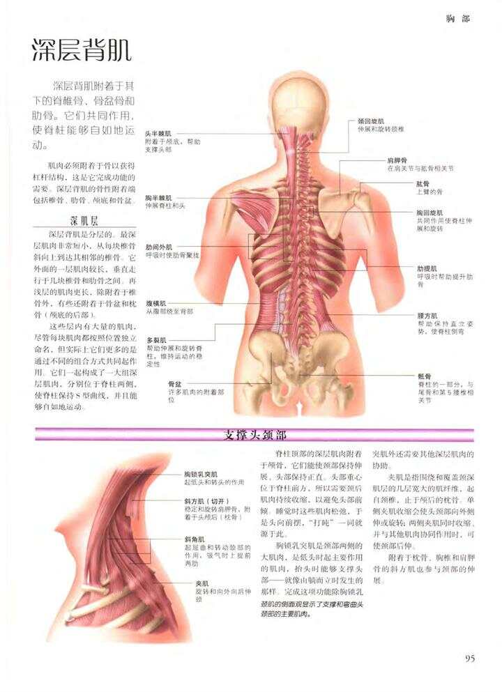 最新版人体,前沿版人体图谱揭晓