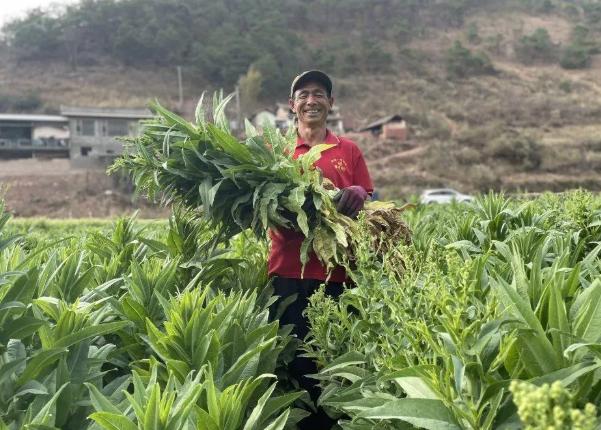 全国莴笋价格最新行情,全国莴笋市价节节攀升，最新动态不容忽视。