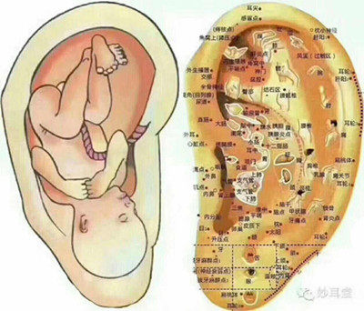 最新国家标准耳穴挂图,全新国家规范耳穴图谱