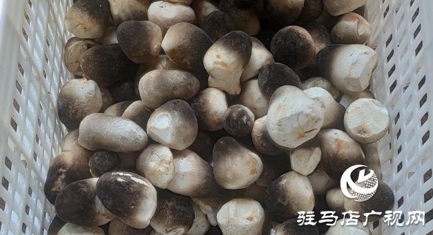 落日照天涯 第2页